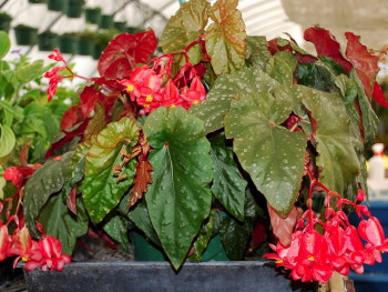 B. ‘Coral Sea’
